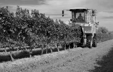 Harvesting the Grapes, Winemaking